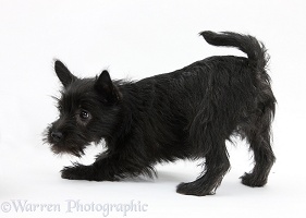 Playful black Terrier-cross puppy