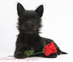 Black Terrier-cross puppy, with a red rose