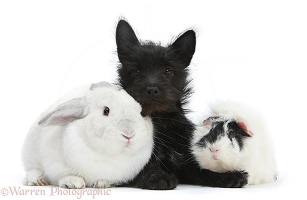 Black Terrier-cross puppy with rabbit and Guinea pig
