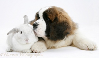Saint Bernard puppy and white rabbit
