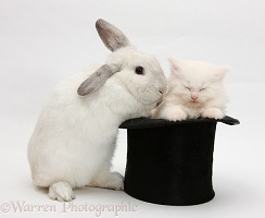 Rabbit and sleepy white Maine Coon kitten in a top hat