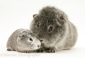 Silver Guinea pig with baby