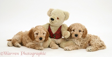 American Cockapoo puppies with a teddy bear