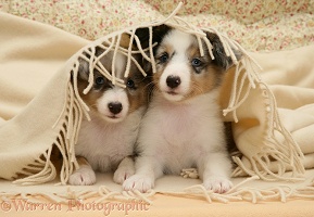 Sheltie pups under a blanket