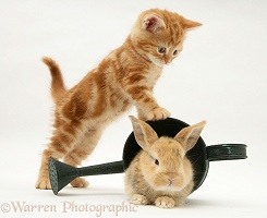 Ginger kitten with young rabbit in a watering can