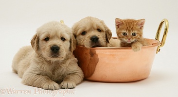 Golden Retriever pups and ginger kitten in a copper pan