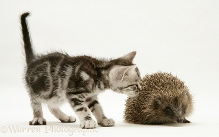 Tabby kitten inspecting a Hedgehog