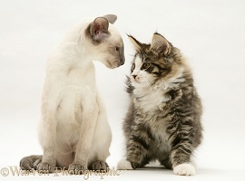 Blue-point Siamese kitten and Maine Coon kitten