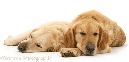 Sleepy Golden Retrievers