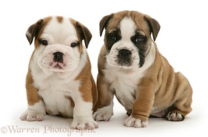 Bulldog pups