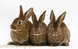 Three brown Rex rabbits