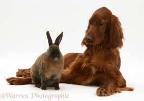 Irish Setter and sooty-fawn dwarf Rex rabbit