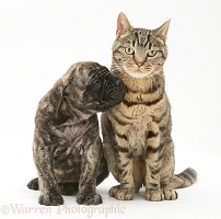 Brindle English Mastiff pup with tabby cat