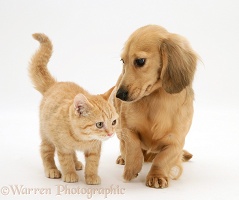 Ginger kitten with cream dapple Dachshund