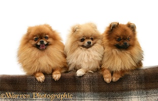 Three Pomeranians with paws over