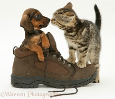 Dachshund pup and kitten and boot