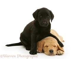 Black Labrador pup with sleeping Yellow Labrador pup