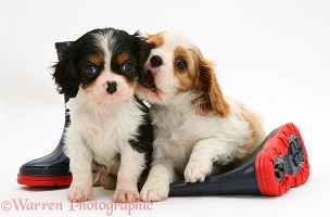 King Charles pups and wellies