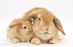 Sandy Lop doe rabbit and baby