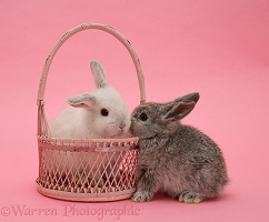 Silver baby rabbit and white baby rabbit in a basket