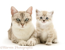 Birman-cross mother cat and kitten