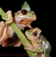 European Tree Frogs