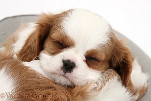 Sleepy Blenheim Cavalier King Charles Spaniel pups