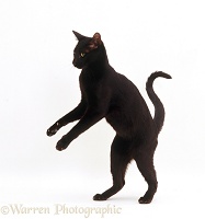 Black Oriental cat standing up