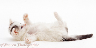 Black-and-white kitten, 7 weeks old, rolling on its back