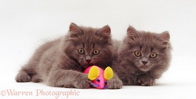 Blue Persian-cross kittens
