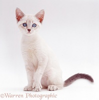 Pale colourpoint kitten