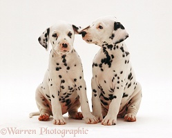 Two Dalmatian pups