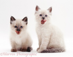 Colourpoint Siamese kittens licking their lips