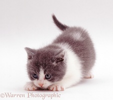 Cheeky grey-and-white kitten