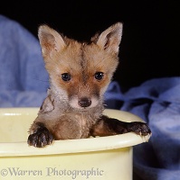 Fox cub bathing in a bowl