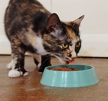 Tortoiseshell cat eating wet food from plastic bowl