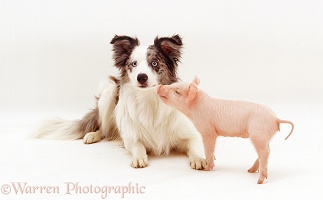 Piglet and Border Collie