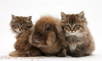 Maine Coon kittens, 7 weeks old, and Lionhead rabbit
