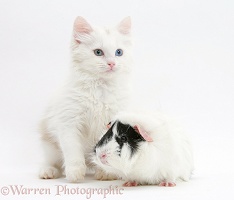 Birman x Ragdoll kitten and black-and-white guinea pig