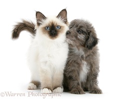 Sheltie x Poodle pup and Birman kitten