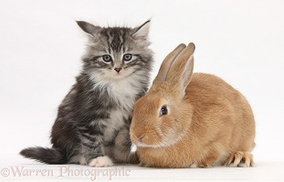 Ginger rabbit and Maine Coon-cross kitten, 7 weeks old