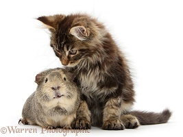 Maine Coon kitten with guinea pig