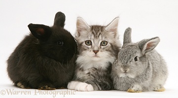 Rabbits and Maine Coon kitten