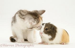Guinea pig and Maine Coon kitten