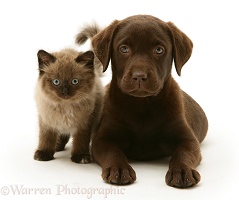 Chocolate Retriever pup with chocolate kitten