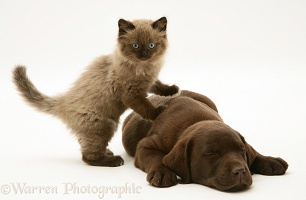 Chocolate Retriever pup with chocolate kitten