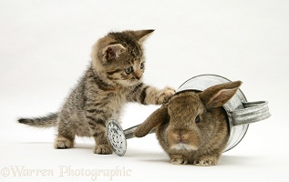 Tabby kitten with young rabbit in a watering can