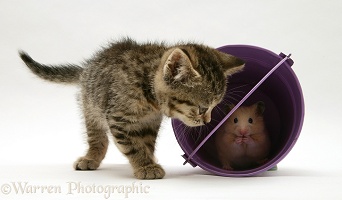 Kitten playing with hamster in a toy bucket