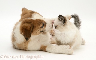Border Collie puppy and Birman-cross kitten