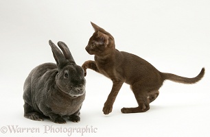 Brown Burmese-cross kitten with blue Rex rabbit